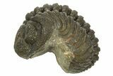 Wide, Curled Morocops Trilobite - Morocco #323244-1